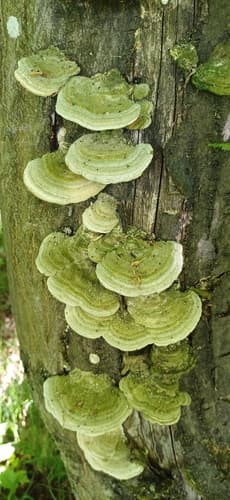 Wrośniak szorstki