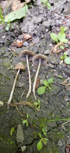 Kruchaweczka