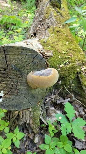 Guzoczyrka dębowa