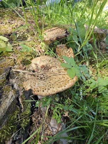 Żagiew Łuskowata