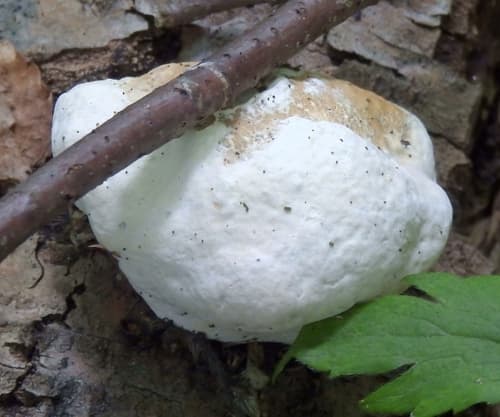 Pieczarniaki