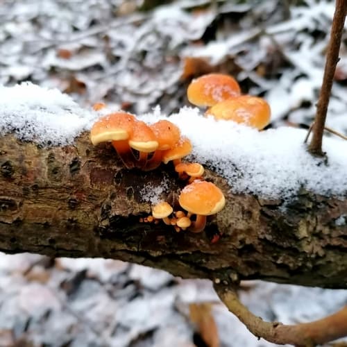 Płomiennica