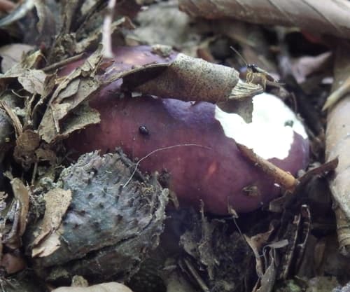 Gołąbek ciemnopurpurowy