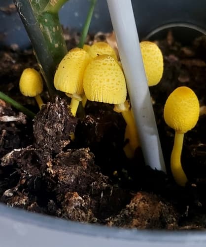 Czubnik cytrynowy
