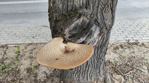 Żagiew Łuskowata