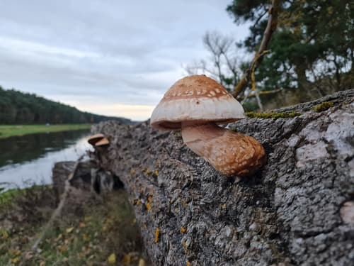 Łuskwiak topolowy