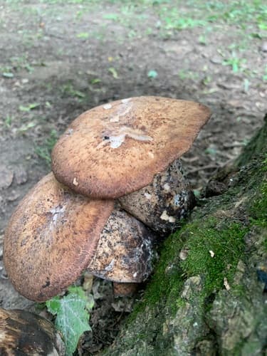 Żagiew Łuskowata