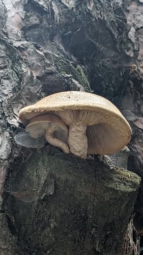 Twardoskórzak łuskowaty