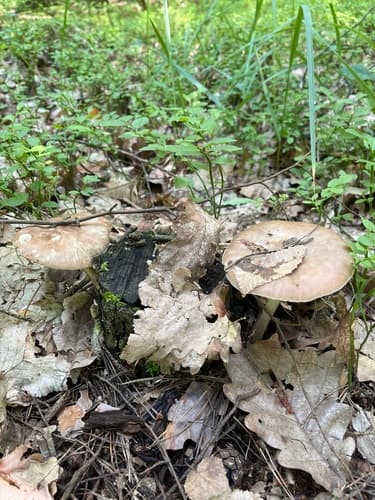 Pluteus