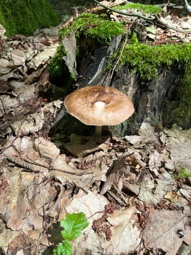 Drobnołuszczak