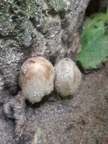 Coprinellus