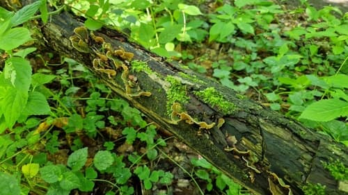 Skórnik