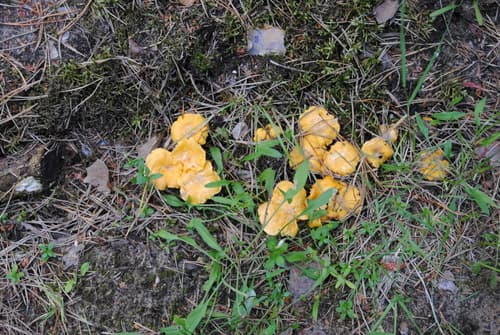 Pieprznik jadalny