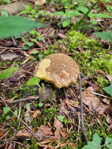 Podgrzybek złotopory