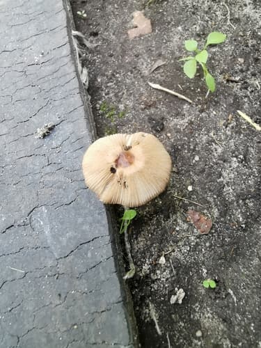 Parasola auricoma