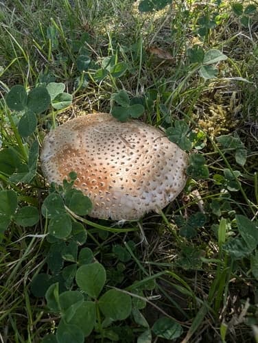 Amanitina
