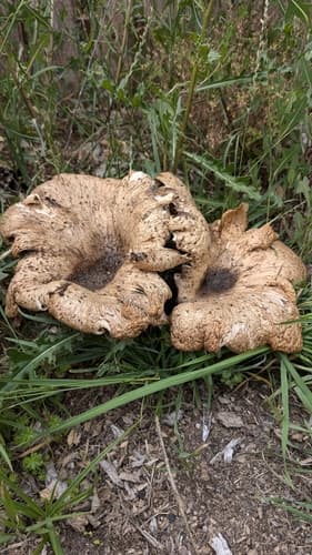 Żagiew Łuskowata