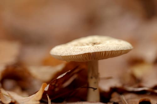 Muchomor cytrynowy
