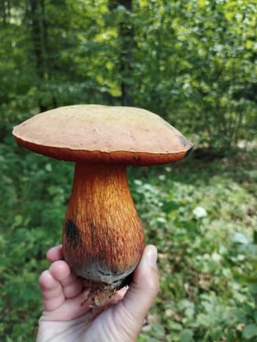 Modroborowik ponury
