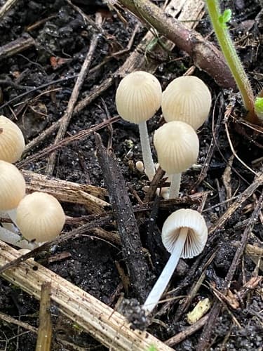 Coprinellus