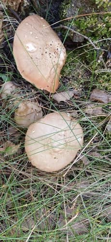Drobnołuszczak jeleni