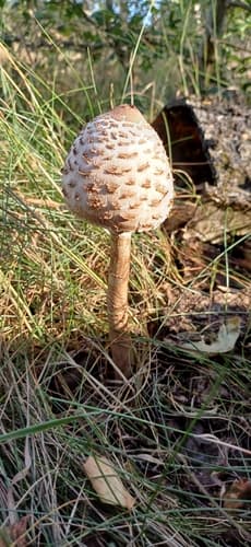 Czubajka kania