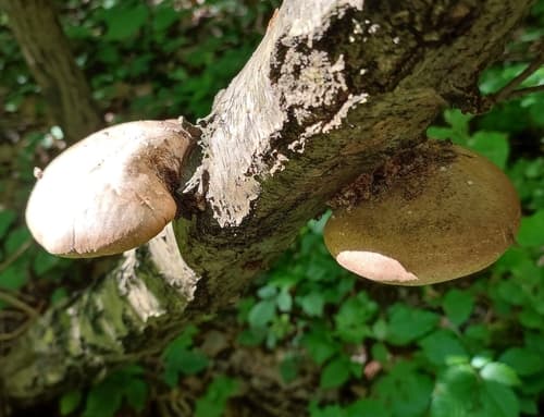 Białoporek brzozowy