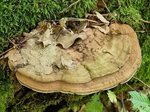 Elfvingia