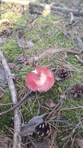 Gołąbek ceglastoczerwony