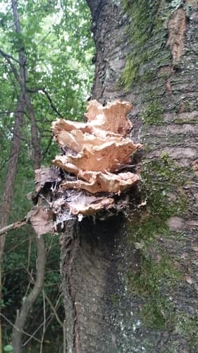 Żółciak siarkowy