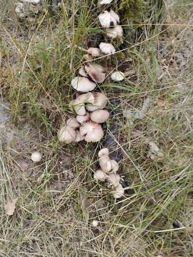 Kruchaweczka zaroślowa