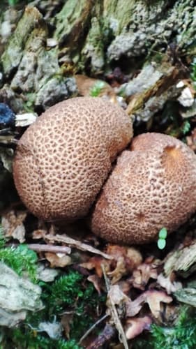 Tęgoskór cytrynowy