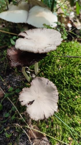 Kruchaweczka zaroślowa