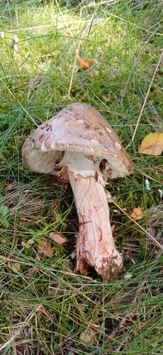 Muchomor czerwieniejący