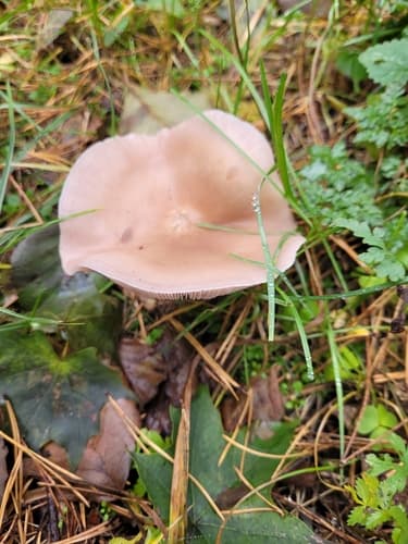 Leucocalocybe