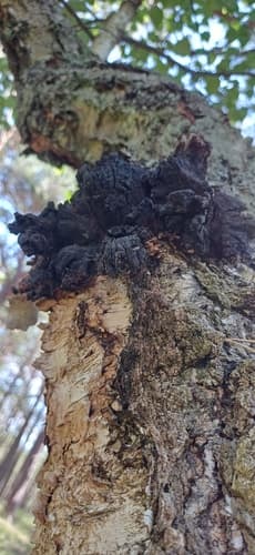 Błyskoporek podkorowy