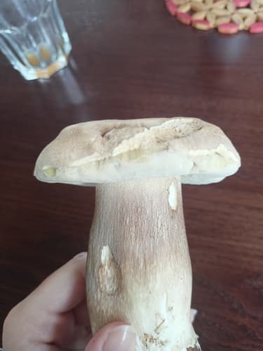 borowik usiatkowany