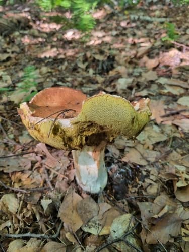 borowik usiatkowany