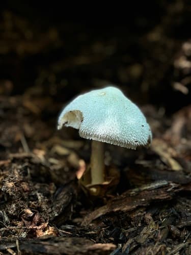 Volvariella