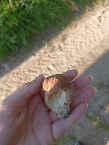 borowik usiatkowany
