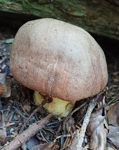 Masłoborowik górski