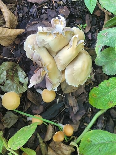 Kruchaweczka zaroślowa