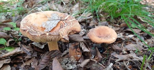 Mleczajowiec smaczny