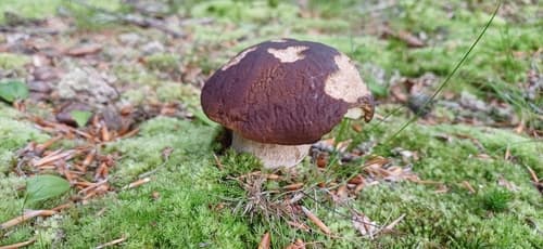 Borowik