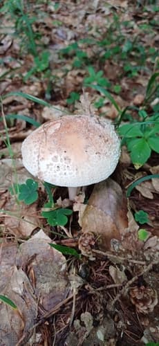 Muchomor czerwieniejący