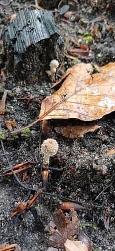 Kruchaweczka wypaleniskowa