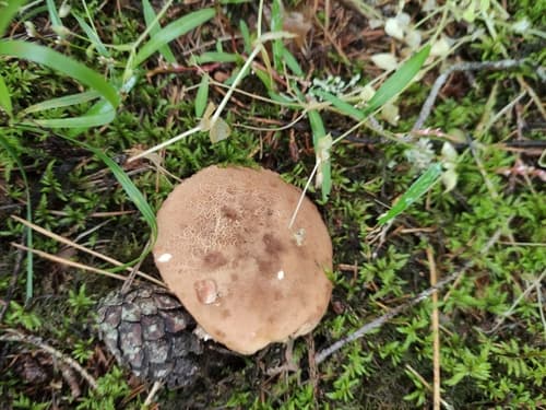 podgrzybek grubosiatkowany