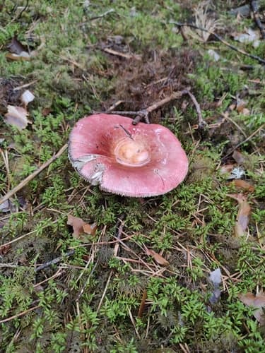 Gołąbek wyborny
