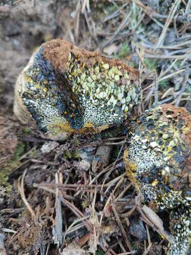 Purchatnica piaskowa