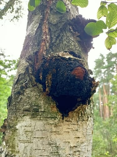 Błyskoporek podkorowy